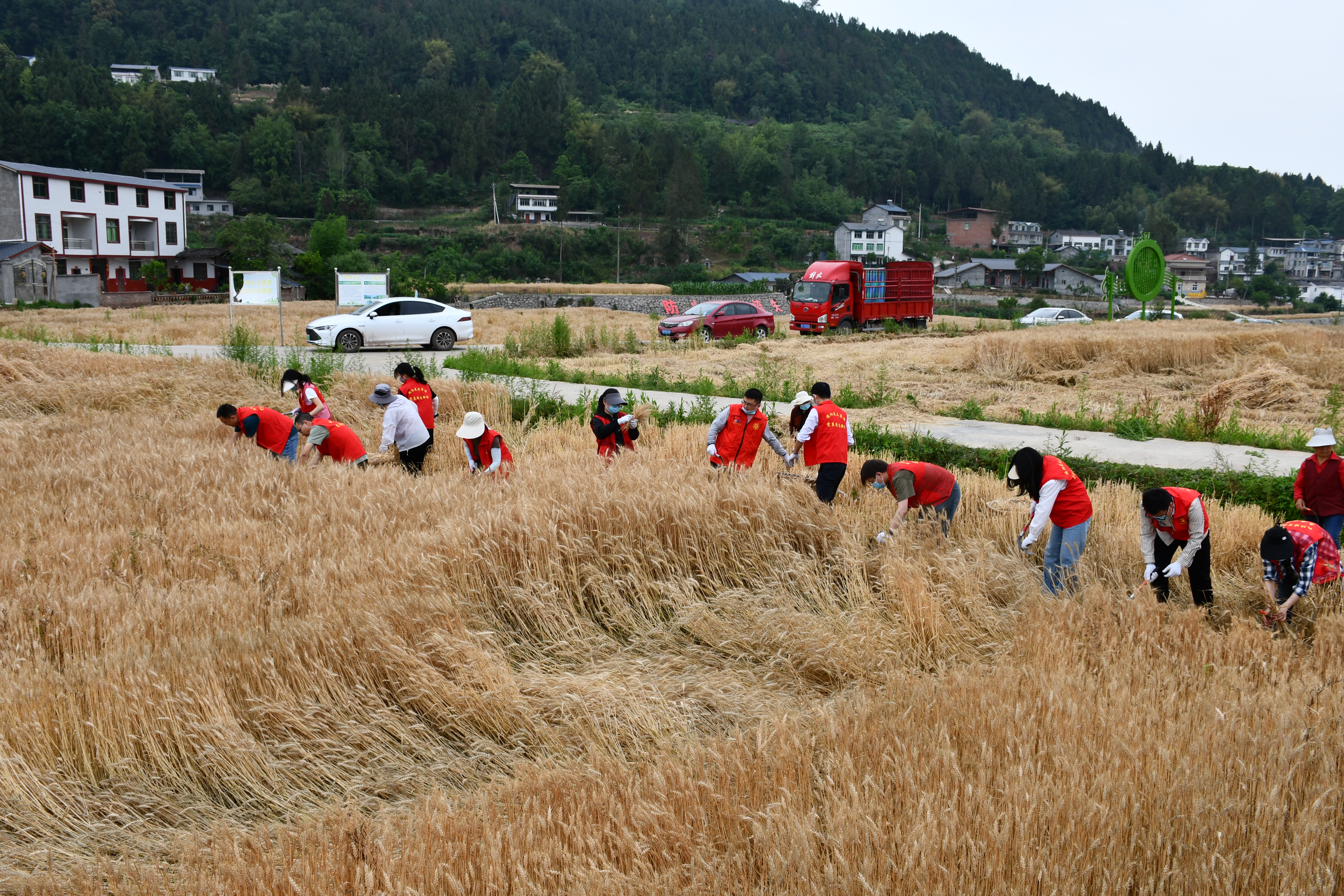金色麦田“镰”初心，实干担当促发展